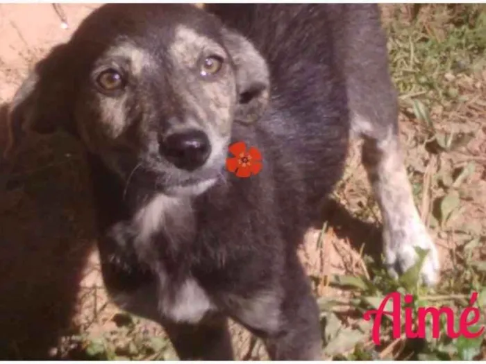 Cachorro ra a SRD idade 2 a 6 meses nome Bebês Fêmeas