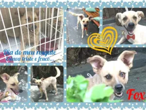 Cachorro raça SRD idade 3 anos nome Fox