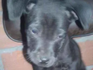 Cachorro raça vira lata idade 2 a 6 meses nome sem nome