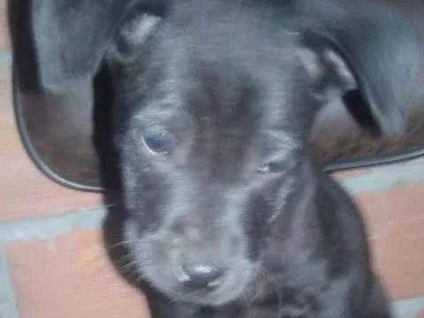 Cachorro ra a vira lata idade 2 a 6 meses nome sem nome