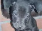 Cachorro raça vira lata idade 2 a 6 meses nome sem nome