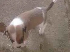 Cachorro raça Raça indefinida idade Abaixo de 2 meses nome Sem nome
