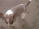 Cachorro raça Raça indefinida idade Abaixo de 2 meses nome Sem nome