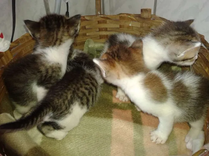 Gato raça SRD idade Abaixo de 2 meses nome Nâo definido