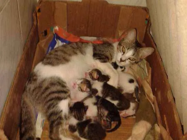 Gato raça SRD idade Abaixo de 2 meses nome Nâo definido