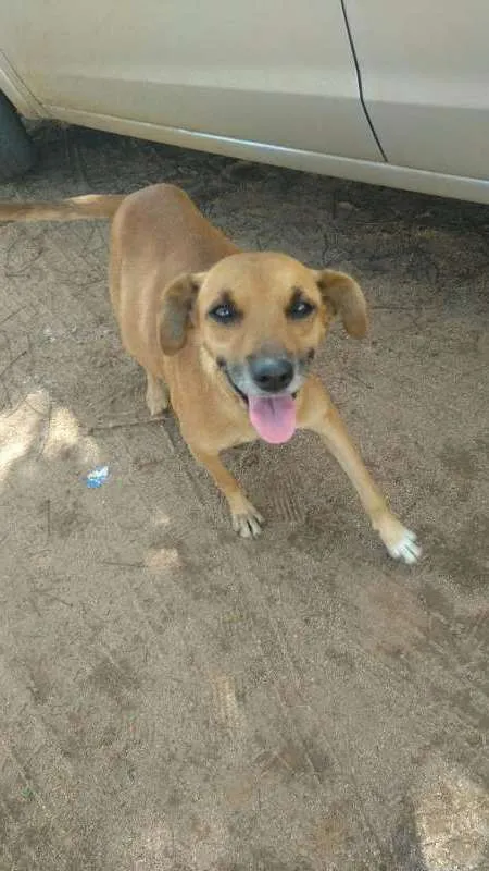 Cachorro raça INDEFINIDA idade 1 ano nome BOLOTA