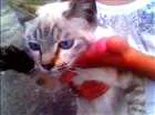 Gato raça Mestica Olho azul idade 2 a 6 meses nome Linda