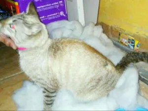 Gato raça ? idade 1 ano nome ?