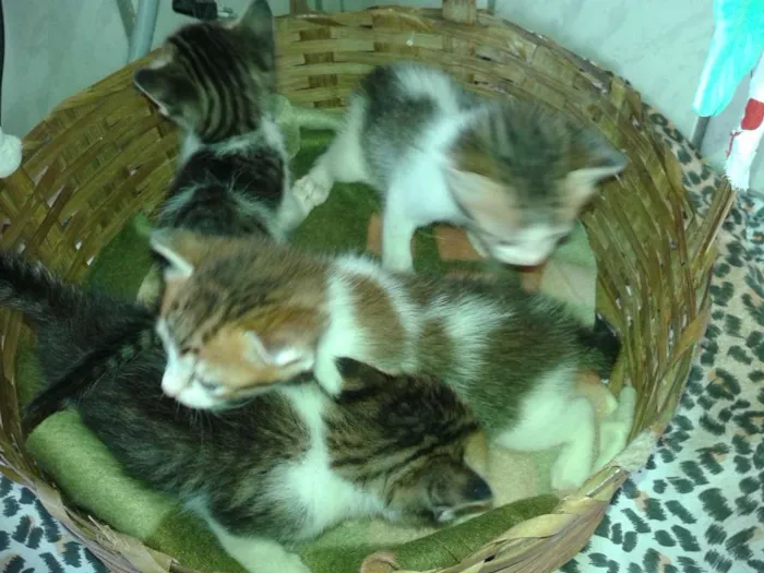 Gato raça SRD idade Abaixo de 2 meses nome Nâo definido