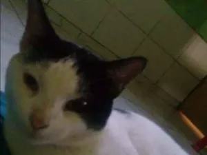 Gato raça  idade 1 ano nome Jhon