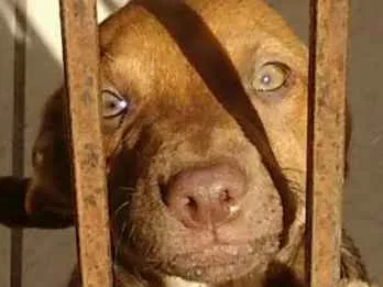 Cachorro ra a SRD idade 2 a 6 meses nome Bege Peludinho