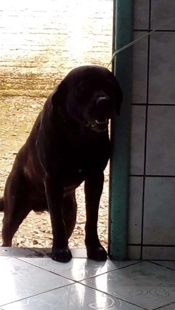 Cachorro ra a Labrador idade 4 anos nome Zeca