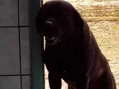 Cachorro raça Labrador idade 4 anos nome Zeca