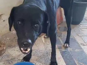 Cachorro raça CANINA SRD idade 3 anos nome NERO