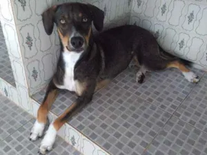 Cachorro raça SRD idade 1 ano nome Jorge