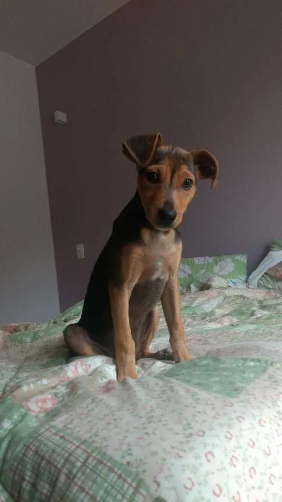 Cachorro ra a Vira-lata idade 2 a 6 meses nome Lina