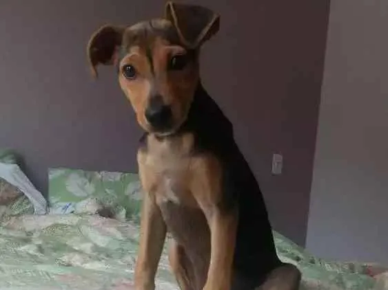 Cachorro ra a Vira-lata idade 2 a 6 meses nome Lina