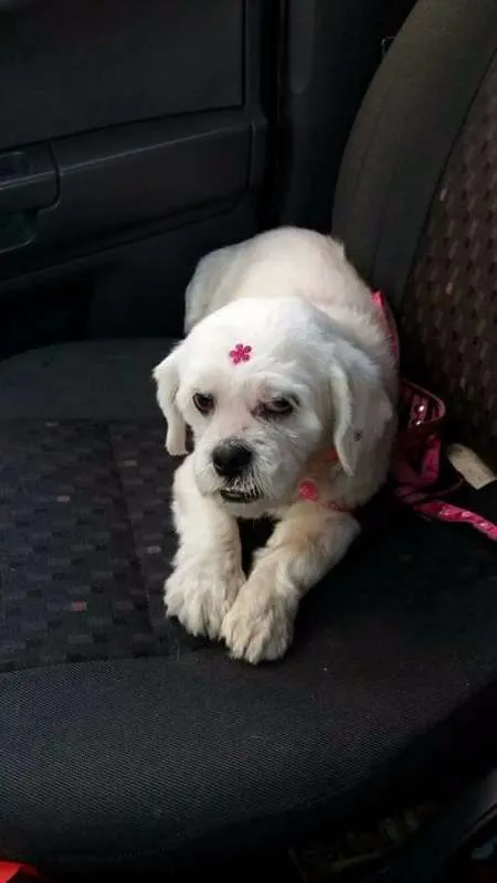 Cachorro ra a lhasa idade 2 anos nome Jesse