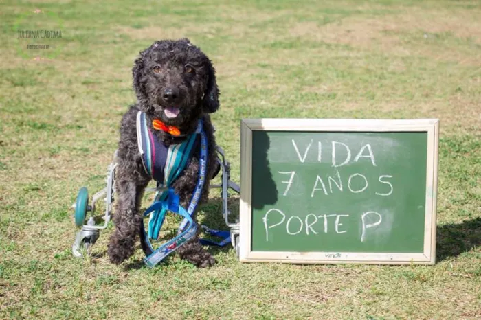 Cachorro ra a poodle idade 6 ou mais anos nome Vida