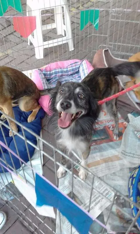 Cachorro ra a srd idade 5 anos nome Piloto