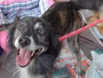 Cachorro ra a srd idade 5 anos nome Piloto