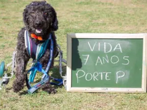 Cachorro raça poodle idade 6 ou mais anos nome Vida