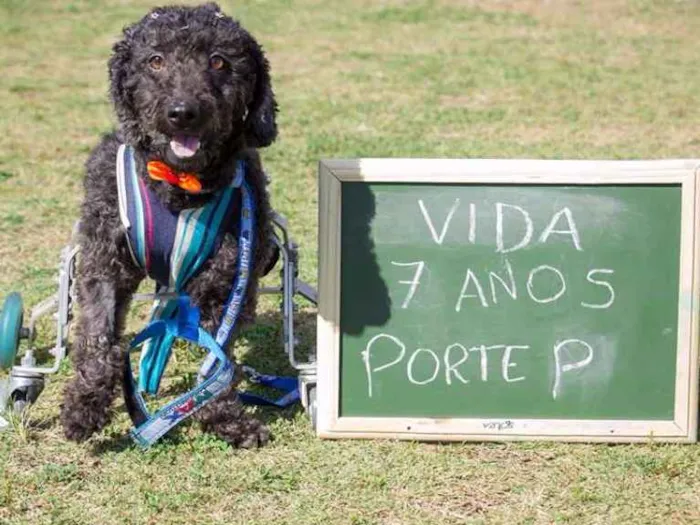 Cachorro ra a poodle idade 6 ou mais anos nome Vida