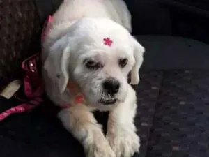 Cachorro raça lhasa idade 2 anos nome Jesse