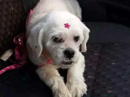 Cachorro ra a lhasa idade 2 anos nome Jesse