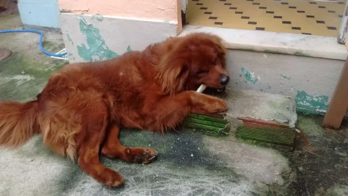 Cachorro ra a SRD Chow Chow com Colie Border idade 4 anos nome Fred