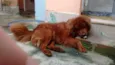 Fred