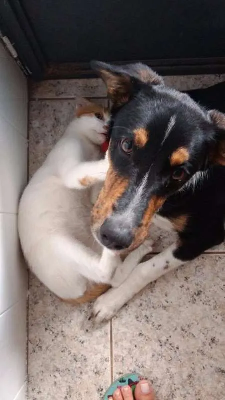 Cachorro raça Mestiço idade 7 a 11 meses nome Darth