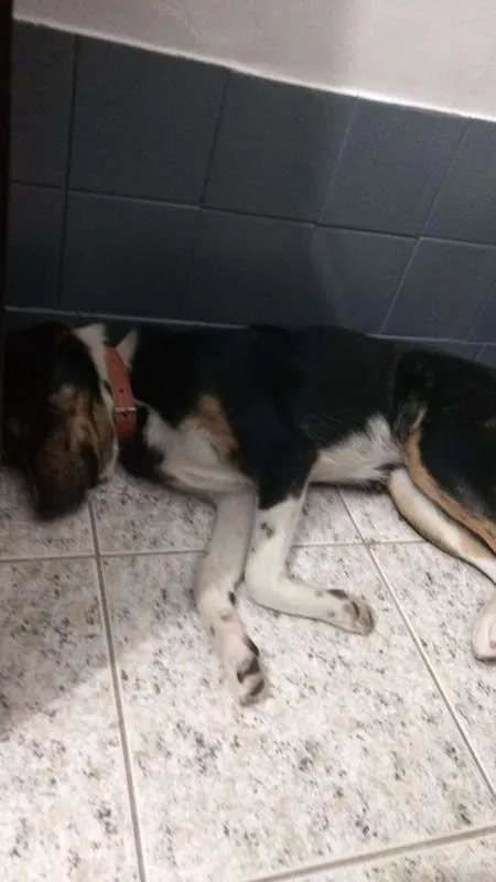 Cachorro raça Mestiço idade 7 a 11 meses nome Darth