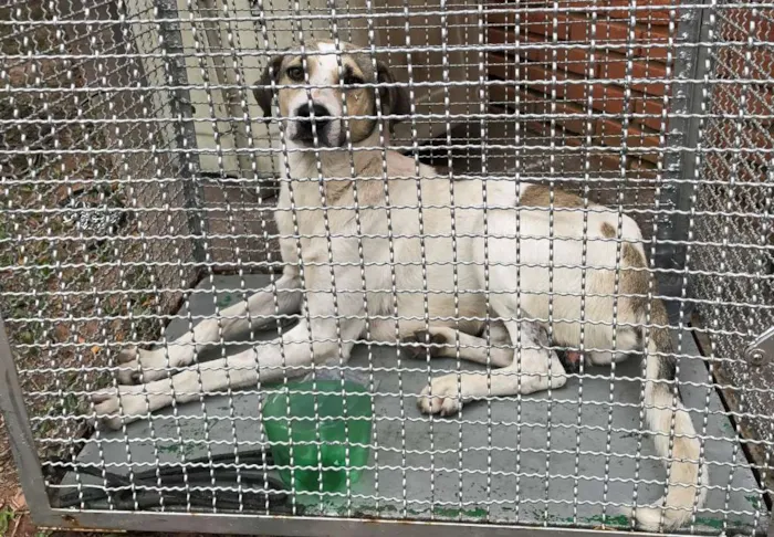 Cachorro ra a SRD idade 2 anos nome Sem nome
