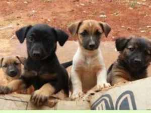 Cachorro raça Vira-lata idade 2 a 6 meses nome são 4 lindos cães