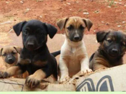 Cachorro raça Vira-lata idade 2 a 6 meses nome são 4 lindos cães