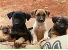 Cachorro raça Vira-lata idade 2 a 6 meses nome são 4 lindos cães