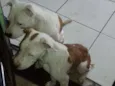 Pérola e lobão 