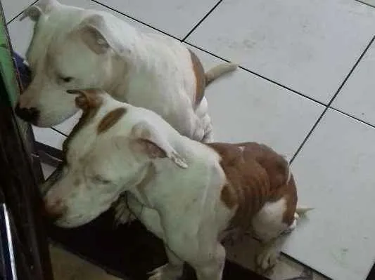 Cachorro ra a Pet bull idade 3 anos nome Pérola e lobão 