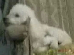 Cachorro raça poodle idade 6 ou mais anos nome Fredy
