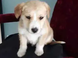Cachorro raça Sem raça definida idade Abaixo de 2 meses nome Sem nome