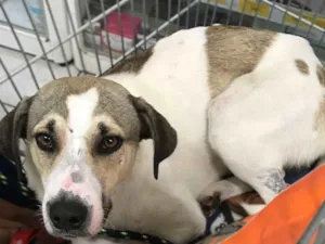 Cachorro raça SRD idade 2 anos nome Sem nome