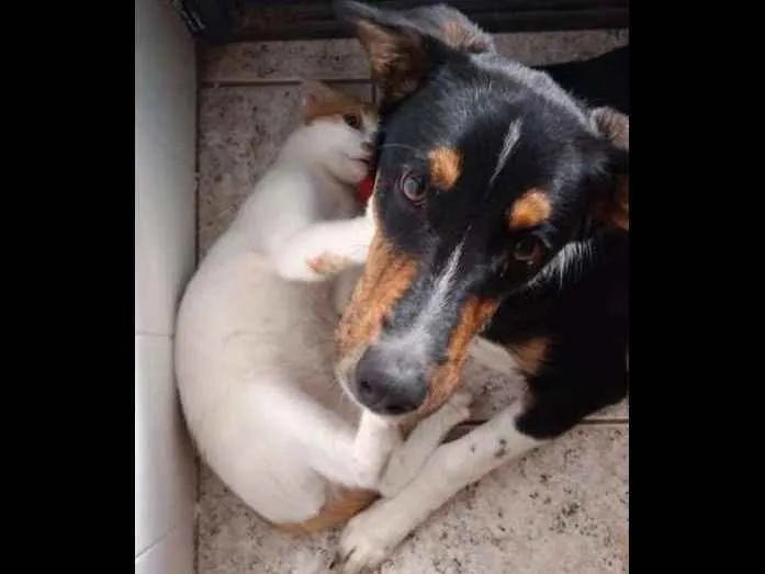 Cachorro raça Mestiço idade 7 a 11 meses nome Darth