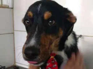 Cachorro raça Mestiço idade 7 a 11 meses nome Darth