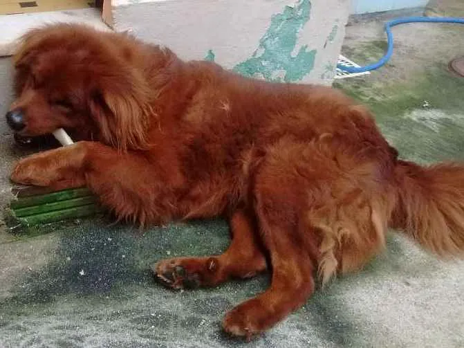 Cachorro ra a SRD Chow Chow com Colie Border idade 4 anos nome Fred