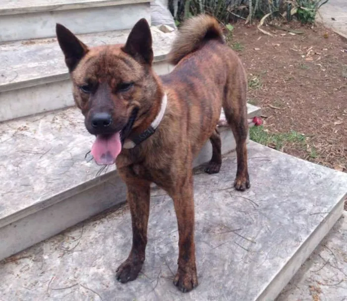 Cachorro ra a srd idade 7 a 11 meses nome sem nome