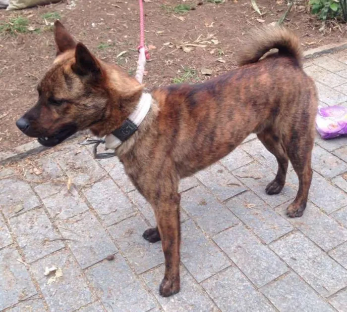 Cachorro ra a srd idade 7 a 11 meses nome sem nome