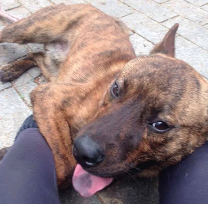 Cachorro ra a srd idade 7 a 11 meses nome sem nome