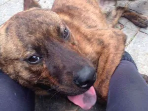 Cachorro raça srd idade 7 a 11 meses nome sem nome