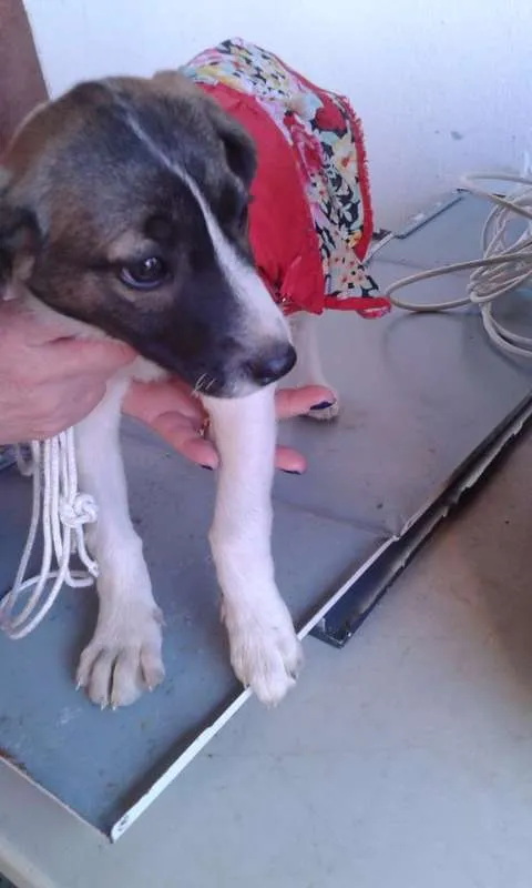 Cachorro ra a SRD idade 2 a 6 meses nome Carinhosa